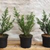 Ilex glorie Gem - eine Alternative zu Buxus