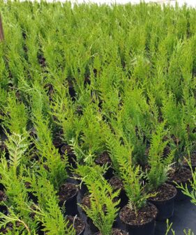 Grüner Riesen-Lebensbaum ‚Atrovirens‘ mit glänzend dunkelgrünen Nadeln