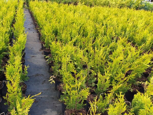 Grüner Riesen-Lebensbaum ‚Aurescens‘ mit glänzend dunkelgrünen Nadeln