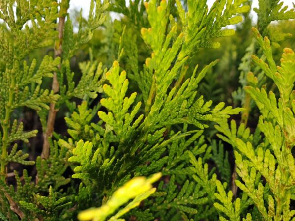 Grüner Riesen-Lebensbaum ‚Aurescens‘ mit glänzend dunkelgrünen Nadeln