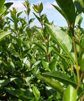 Ovalblättriger Liguster (Ligustrum Ovalifolium)