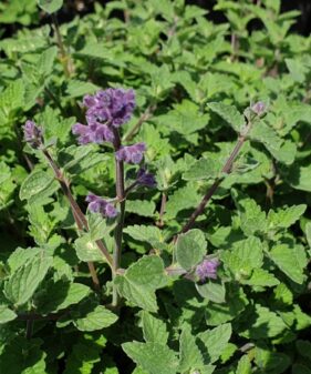 Blaue Katzenminze, Nepeta x faassenii