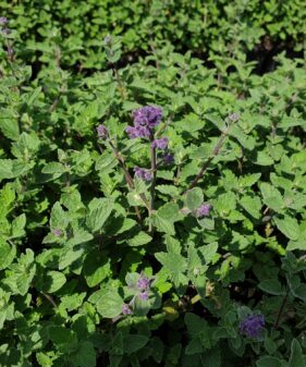 Blaue Katzenminze, Nepeta x faassenii