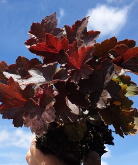 Purpurglöckchen (Heuchera americana ‚Palace Purple‘)
