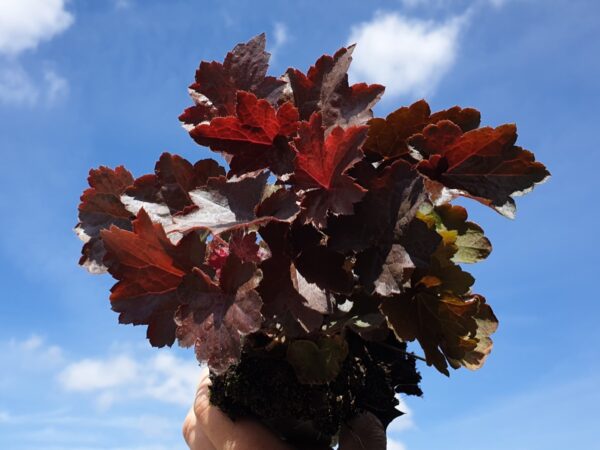 Purpurglöckchen (Heuchera americana ‚Palace Purple‘)