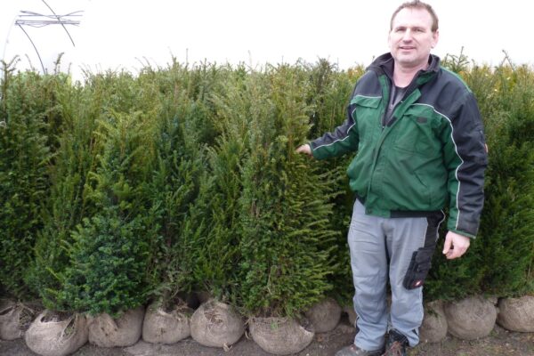 Eibe (Taxus baccata), immergrüne Heckenpflanze als Ballenware