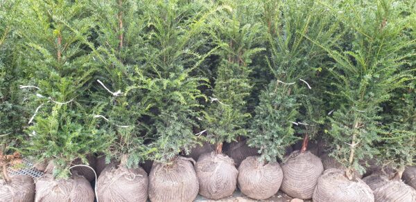 Eibe (Taxus baccata), immergrüne Heckenpflanze als Ballenware