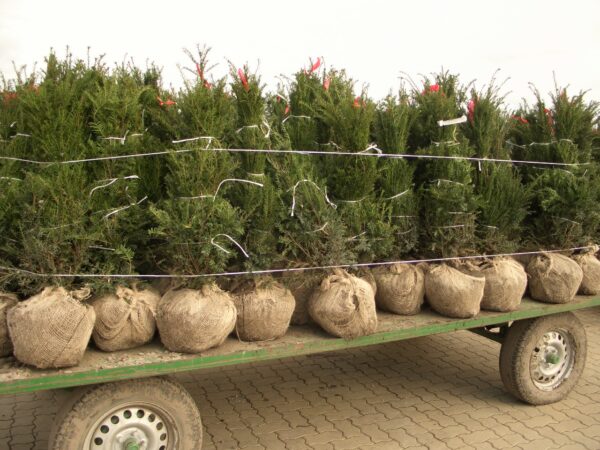 Eibe (Taxus baccata), immergrüne Heckenpflanze als Ballenware