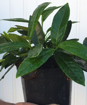 Kirschlorbeer ‚Mount Vernon‘ (Prunus laurocerasus ‚Mount Vernon‘)