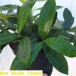 Kirschlorbeer 'Mount Vernon' (Prunus laurocerasus 'Mount Vernon') - ca-3-liter - 20-bis-30 - 5-7-pflanzen-qm