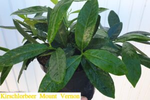 Kirschlorbeer ‘Mount Vernon’ (Prunus laurocerasus ‘Mount Vernon’)