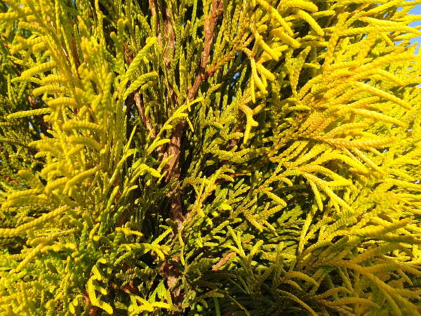 Lebensbaum ‚Golden smaragd‘ (Thuja occidentalis smaragd gold)