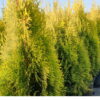 Lebensbaum ‚Golden smaragd‘ (Thuja occidentalis smaragd gold)