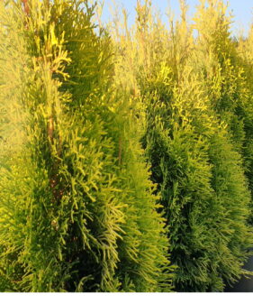 Lebensbaum ‚Golden smaragd‘ (Thuja occidentalis smaragd gold)