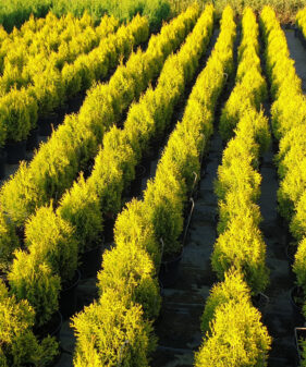 Lebensbaum ‚Golden smaragd‘ (Thuja occidentalis smaragd gold)