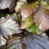 Blutbuche, Freilandware (Fagus sylvatica ‚purpurea‘)