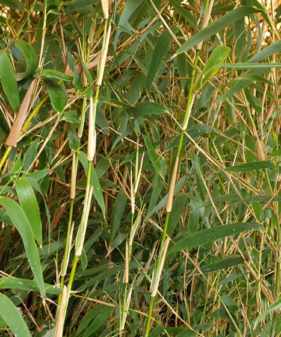 Elfenbeinbambus Fargesia ‚Ivory Ibis‘