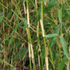 Elfenbeinbambus Fargesia ‚Ivory Ibis‘