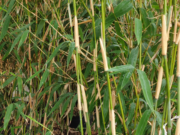 Elfenbeinbambus Fargesia ‚Ivory Ibis‘
