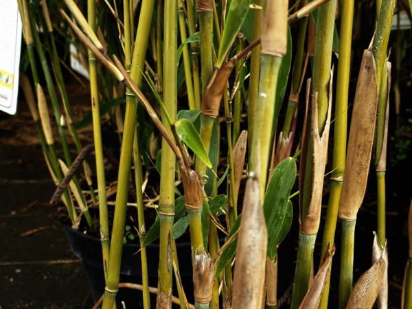 Elfenbeinbambus Fargesia ‚Ivory Ibis‘