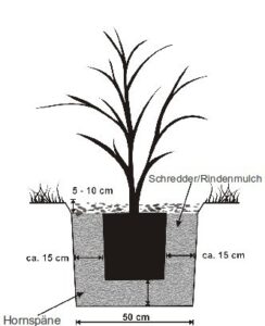 Pflanzung vornehmen: Position im Pflanzloch/Pflanzgraben