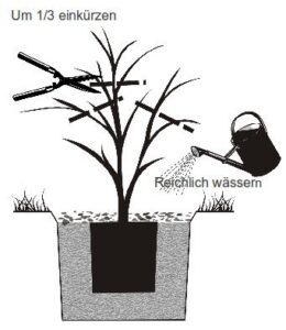 Nach der Pflanzung reichlich wässern