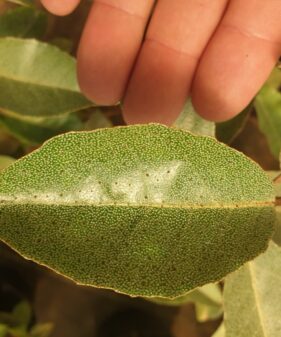 Ölweide – Elaeagnus ebbingei