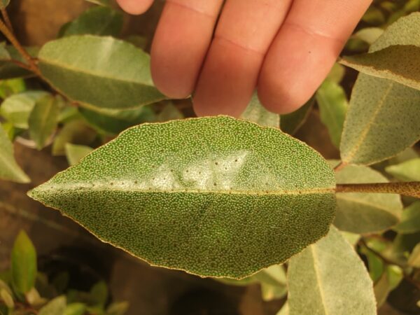 Ölweide – Elaeagnus ebbingei