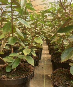 Ölweide – Elaeagnus ebbingei