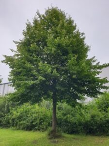 Linde. ca 15 Jahre alt