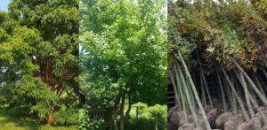 Baumlieferung - breite Auswahl