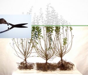 Wurzelnackte Pflanzen werden vor Versand zurück geschnitten