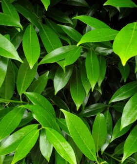 Kaukasischer Kirschlorbeer (Prunus laurocerasus Caucasica), topfgewachsen