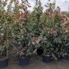 Photinia Red Robin, Rote_Glanzmispel im Beet, 150-175 cm groß