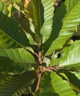Esskastanie – Castanea sativa (Marone)