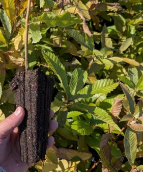 Esskastanie – Castanea sativa (Marone)