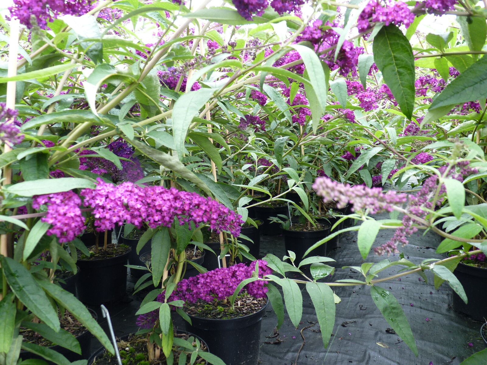 Buddleja davidii ‚Royal red‘ (Rot)