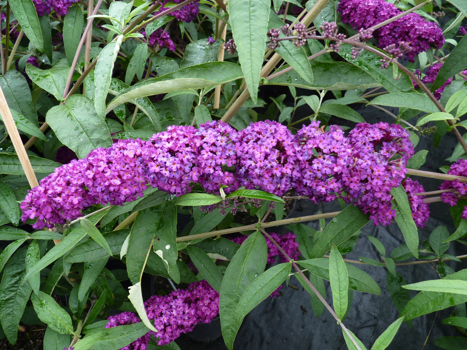 Buddleja davidii ‚Royal red‘ (Rot)