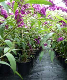 Buddleja davidii ‚Royal red‘ (Rot)
