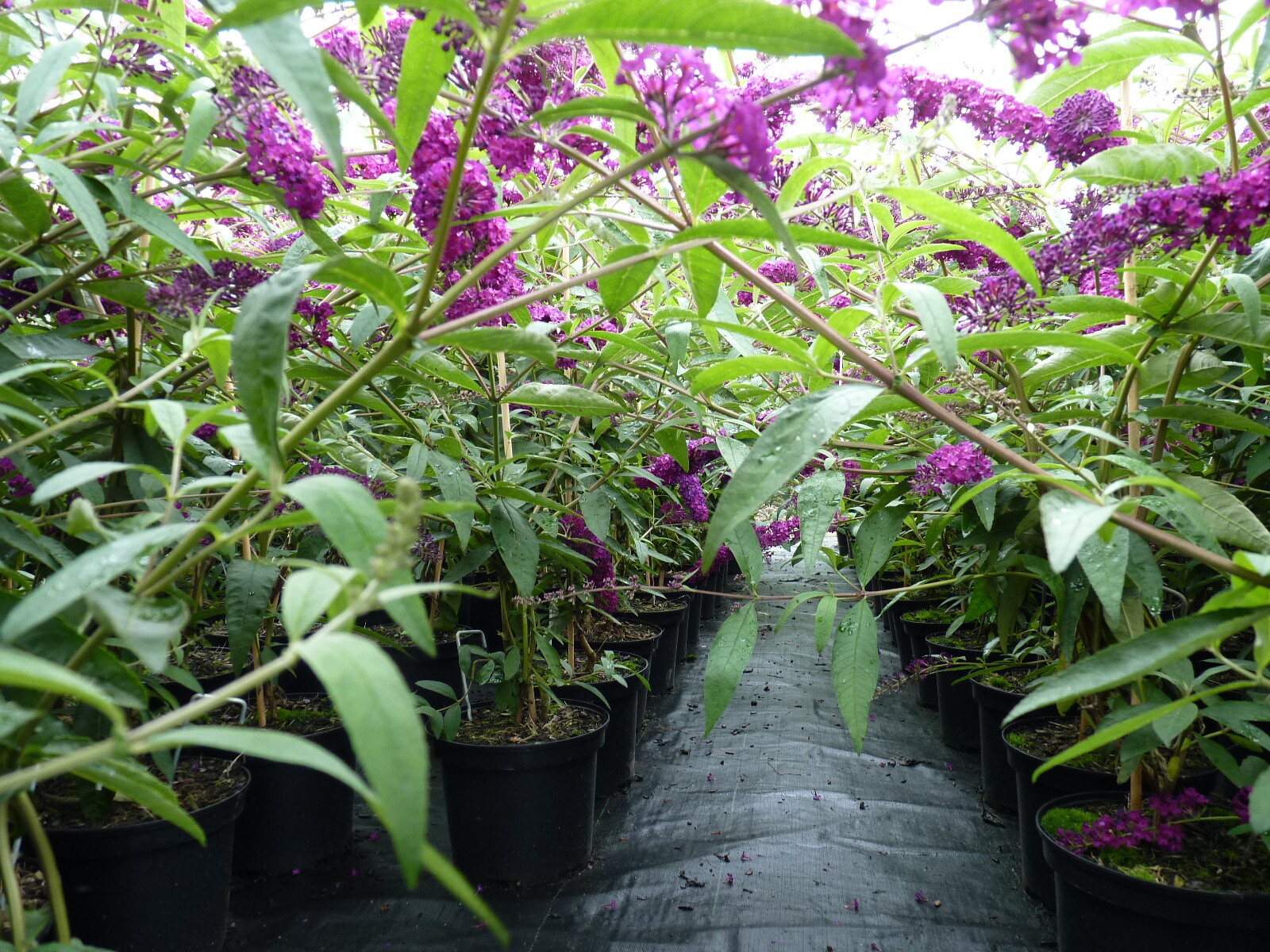 Buddleja davidii ‚Royal red‘ (Rot)