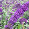 Buddleja davidii ‚Black Knight‘ (blau)