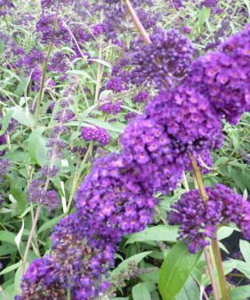 Buddleja davidii ‚Black Knight‘ (blau)