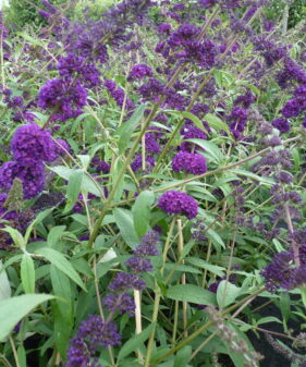 Buddleja davidii ‚Black Knight‘ (blau)