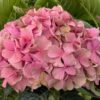 Hydrangea m. ‚bouquet Rose‘