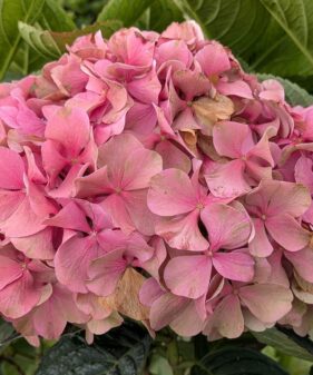Hydrangea m. ‚bouquet Rose‘