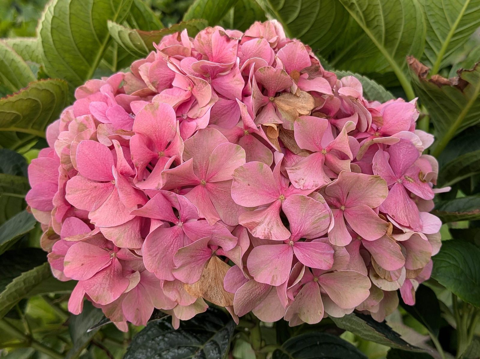 Hydrangea m. ‚bouquet Rose‘
