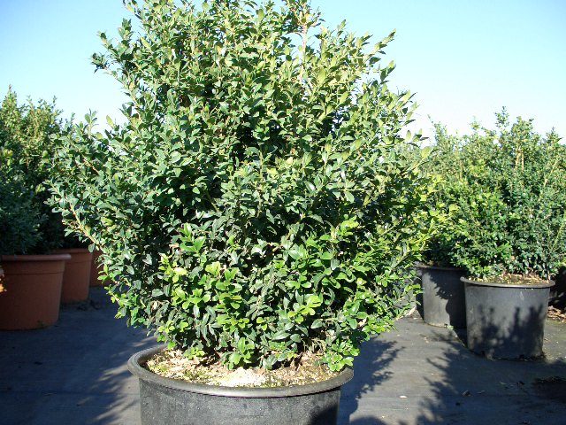 Buxus sempervirens
