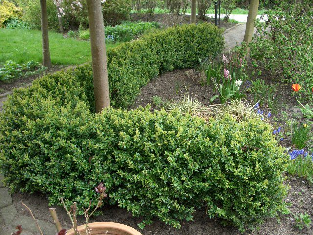 Buxus sempervirens
