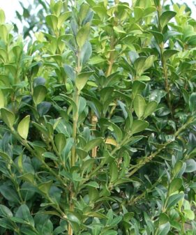 Buxus sempervirens
