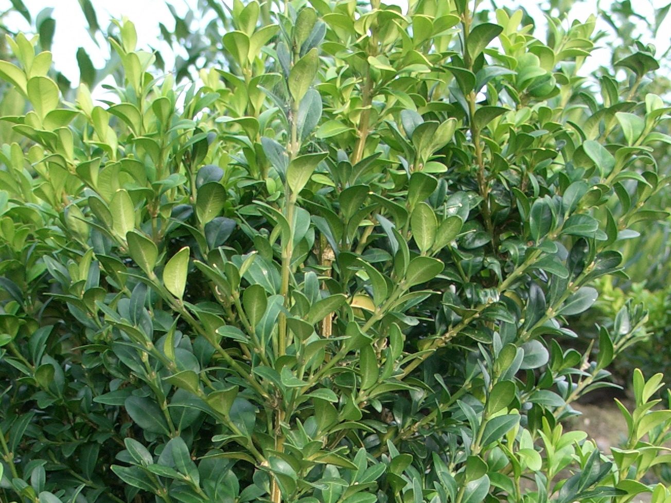 Buxus sempervirens